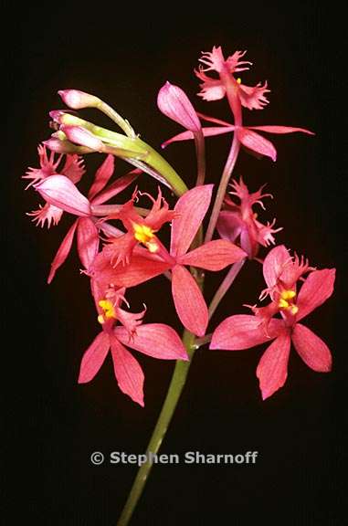 epidendron ibaguense 1 graphic